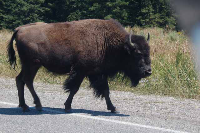 bison on the road